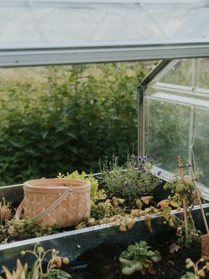 mini greenhouse