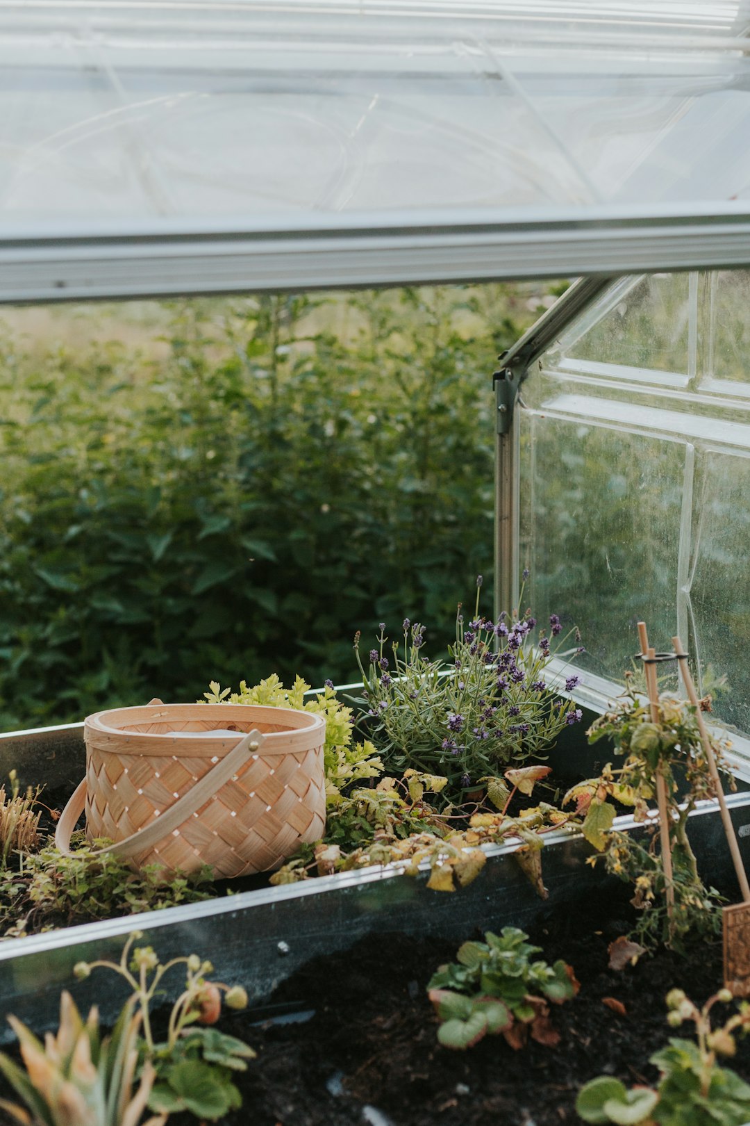 mini greenhouse mini greenhouse